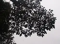 Heptapleurum macrophyllum, Phu Ta Leng, au Vietnam.