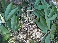 Inflorescence de Heptapleurum rhododendrifolium, au Sikkim.