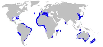 Description de l'image Heptranchias_perlo_distmap.png.