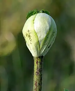Tige cannelée tachée de pourpre d'une plante en croissance.