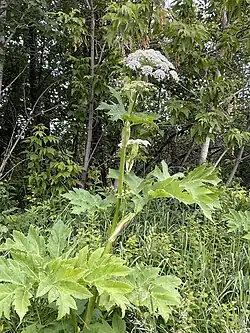 Heracleum maximum Bart. — Berce très grande