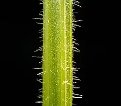 Tige de Berce sphondyle sans taches et recouverte poils souples et d'aspect feutrés.