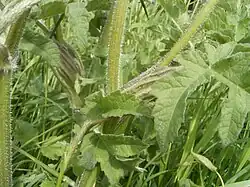 insertion des feuilles.