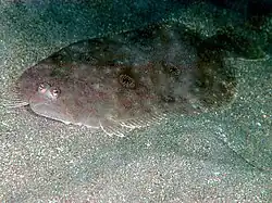 Pseudorhombus oculocirris, un Paralichthyidae