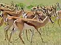 Springboks (Parc transfrontalier de Kgalagadi, Afrique du Sud).
