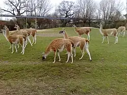 Troupeau de guanacos.