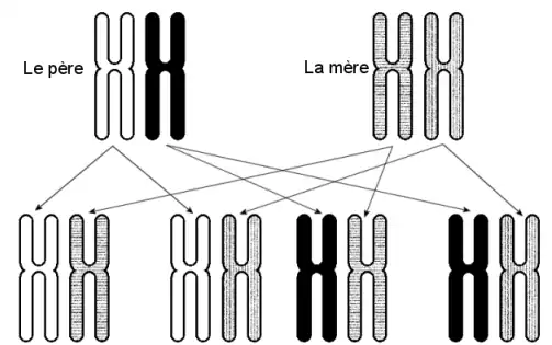 4 combinaisons de chromosomes no 6 sont possibles
