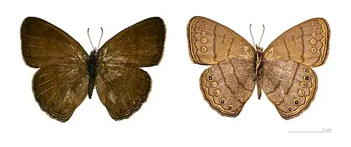 Hermeuptychia hermes - MHNT