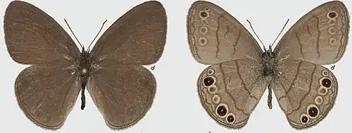 Hermeuptychia intricata.