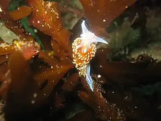 Description de l'image Hermissenda crassicornis2.JPG.