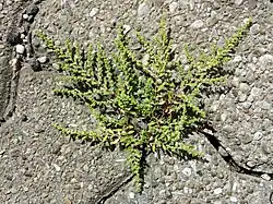 Le port prostré de l'Herniaire velue (en) lui permet de pousser dans la moindre fissure du bitume.