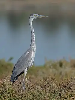 Un héron cendré au lac de Tunis.