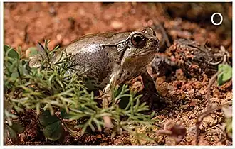 Description de l'image Herpetological diversity (10.3897-zse.97.63936) Figure 2 (cropped Scaphiophryne calcarata).jpg.