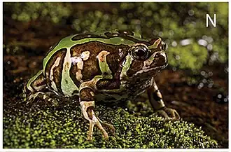 Description de l'image Herpetological diversity (10.3897-zse.97.63936) Figure 2 (cropped Scaphiophryne madagascariensis).jpg.