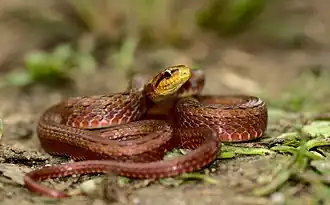 Description de l'image Herpetoreas sieboldii SikkimKeelback Eaglenest Arunachal.jpg.