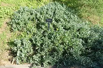 H. cheirifolia au JB de Barcelone.