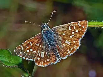 Description de cette image, également commentée ci-après