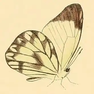 Description de l'image Hesperocharis nera1.JPG.