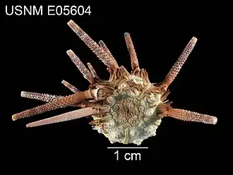 Hesperocidaris houstoniana