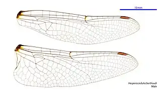 Description de l'image Hesperocordulia berthoudi male wings (35019726936).jpg.
