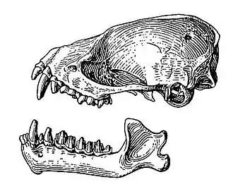 Description de l'image Hesperoptenus tickelli skull.jpg.