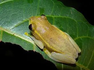 Description de l'image Heterixalus luteostriatus, Ankarafantsika, Madagascar (4022348299).jpg.