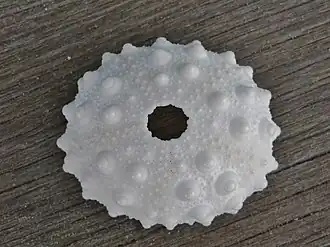 Test d'un Heterocentrotus mamillatus en vue aborale (le disque apical est absent).