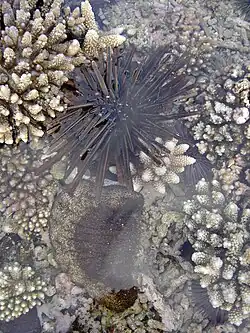 Cet oursin ne craint pas la proximité de la surface.