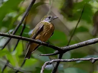 Description de l'image Heterocercus aurantiivertex Orange-crowned Manakin (male), Atalaia do Norte, Amazonas, Brazil.jpg.