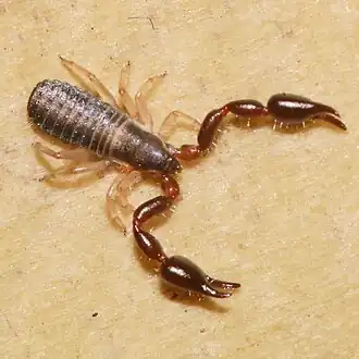 Description de l'image Heterochernes novaezealandiae 253212070.jpg.