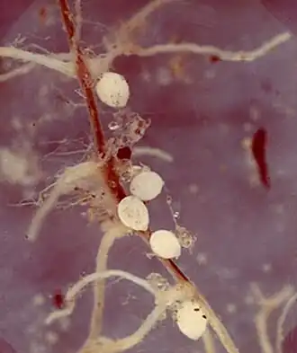 Description de l'image Heterodera avenae at Triticum aestivum (06).jpg.