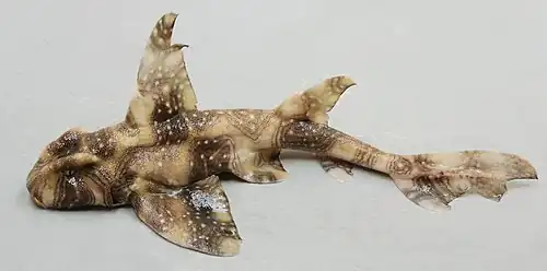 Heterodontus ramalheira