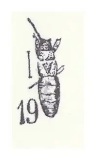 Heterogaster pumilio mâle Heer 1937 N. Théobald éch Ce49 x2,7 p. 416 Pl XXVIII Insectes du Stampien de Céreste (Basses-Alpes).