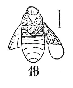 Heterogaster sundgoviensis 1937 N. TH. éch Bt38a, X4; p. 258 Hémiptères du Sannoisien de Brunnstatt