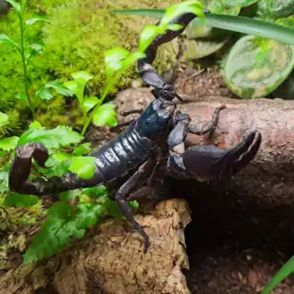 Description de l'image Heterometrus silenus.png.