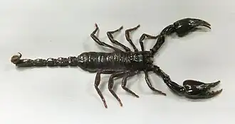 Description de cette image, également commentée ci-après