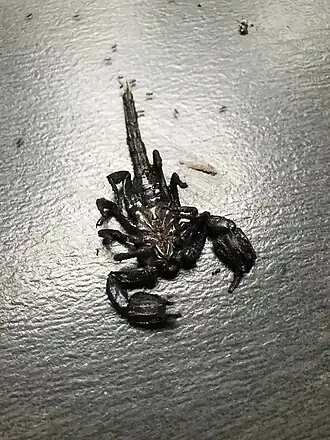 Description de l'image Heterometrus thorellii 219891456.jpg.