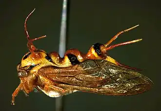 Heteronotus albospinosus