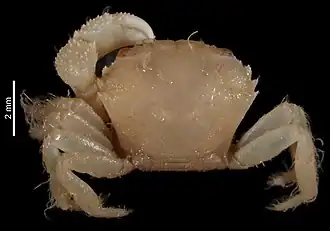 Heteropanope tuberculidens