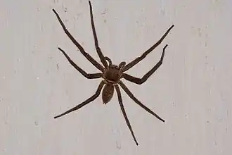 Description de l'image Heteropoda venatoria 01.jpg.