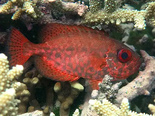 Heteropriacanthus cruentatus.