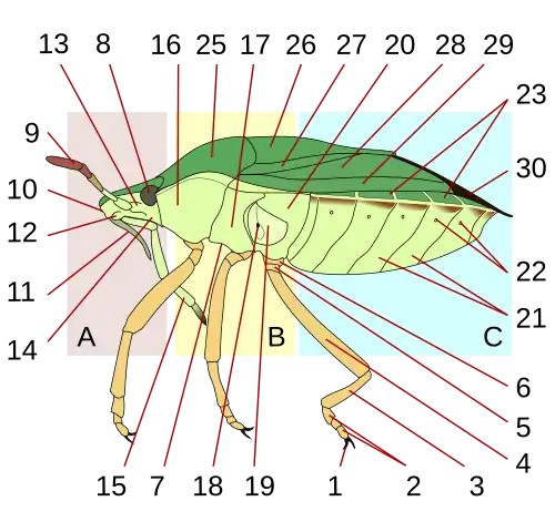 Vue latérale gauche