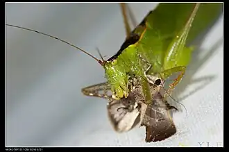 Description de cette image, également commentée ci-après