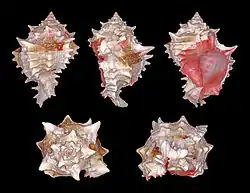 Hexaplex erythrostomus