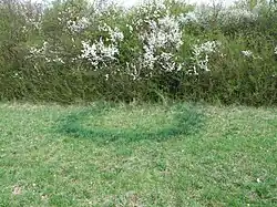 Ronds de sorcières sur une prairie à Niedergailbach.