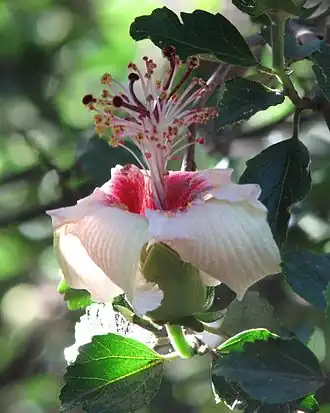 Hibiscus insularis.