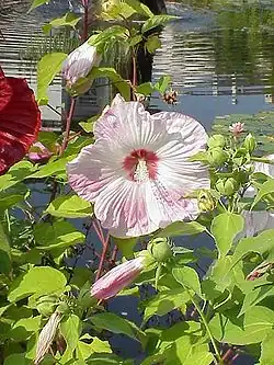 Hibiscus moscheutos.