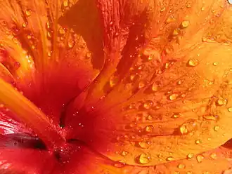 Naissance des pétales et du pistil d'une fleur d'Hibiscus rosa-sinensis.