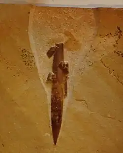 Hibolites semisulcatus (Belemnopseidae)