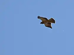 Aigle botté survolant la rue Dauphine en 2015